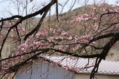 桜の名所五稜郭