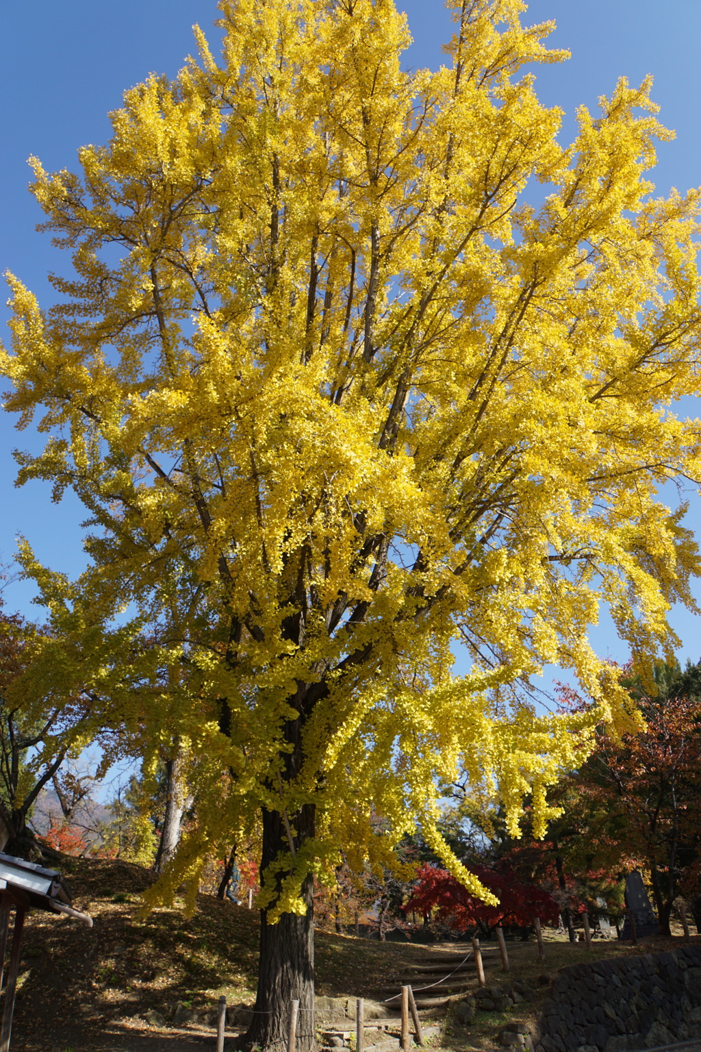 シンボル大銀杏