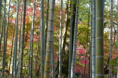 竹林の隙間から萌える紅葉
