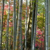 竹林の隙間から萌える紅葉