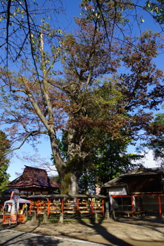 総社神社の御神木