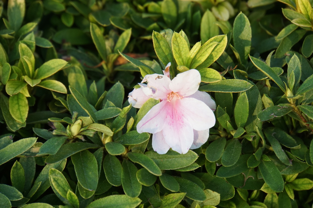 私も見張りなの