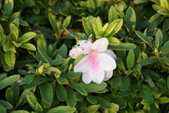 私も見張りなの