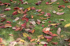 紅葉落ち葉