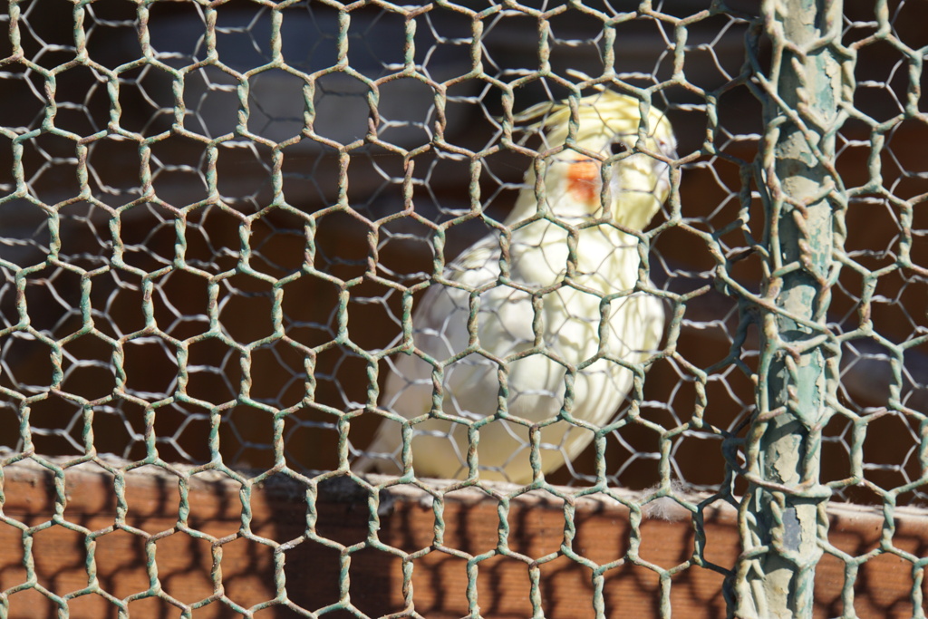 おかめインコ、可愛いでしょ