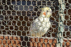 おかめインコ、可愛いでしょ