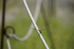 立ち禁ロープに呑気に留まるトンボ