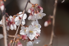 慈眼寺枝垂れ桜