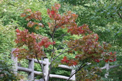 来週見頃かな？