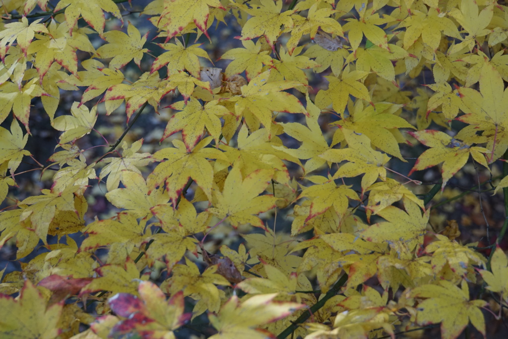 黄色紅葉