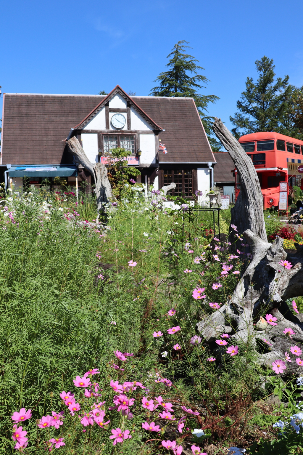 コスモス、ロンドンバス、ロムニー駅