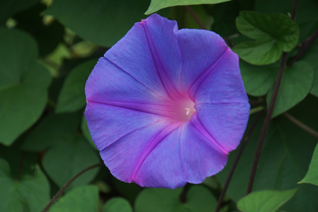 今年も綺麗に咲いたよ
