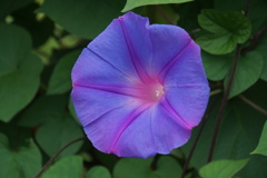 今年も綺麗に咲いたよ