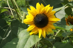 中富良野のひまわり