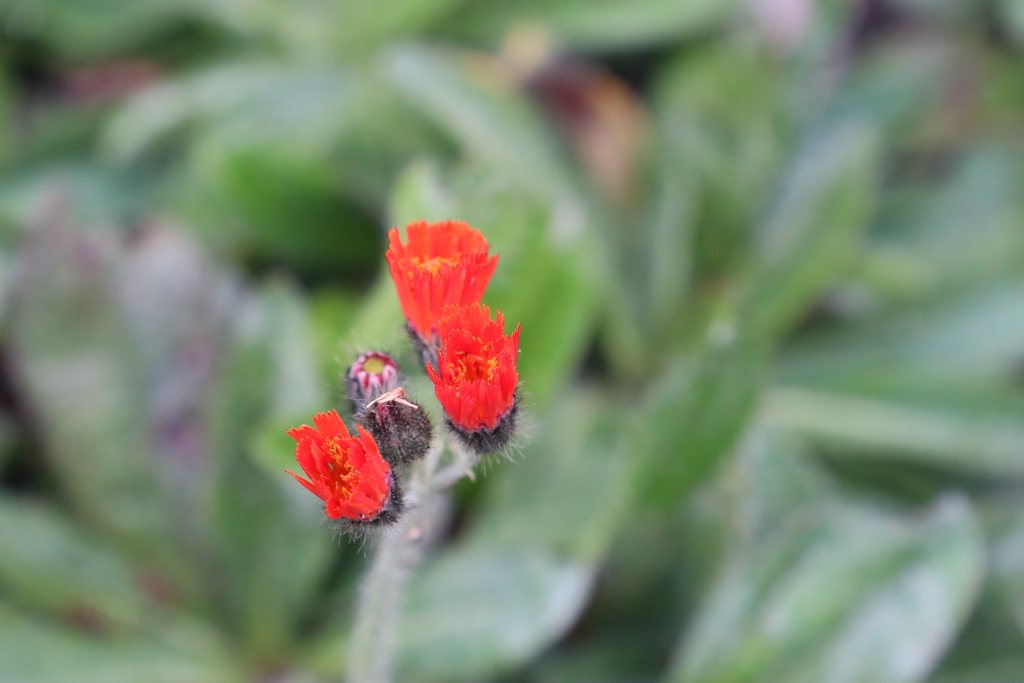 １輪綺麗に咲きました