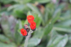 １輪綺麗に咲きました