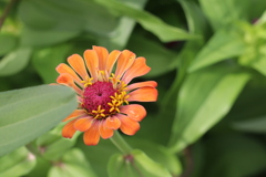 お花
