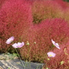 秋桜とコキア