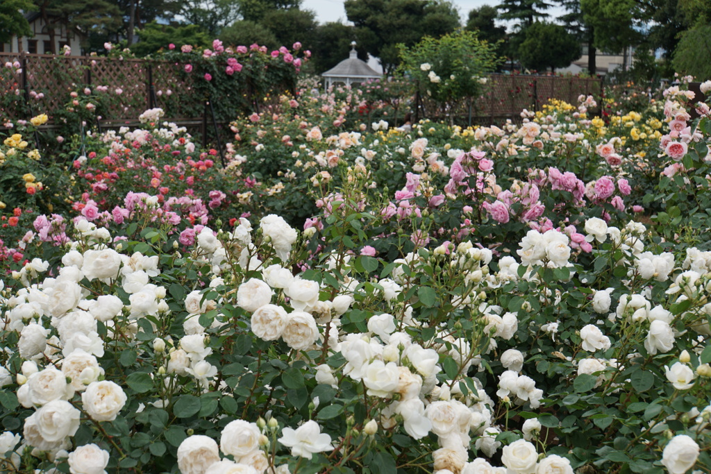 前橋敷島公園バラ園
