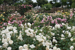 前橋敷島公園バラ園