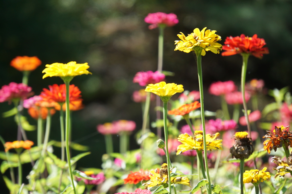 花の背伸び自慢