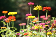 花の背伸び自慢