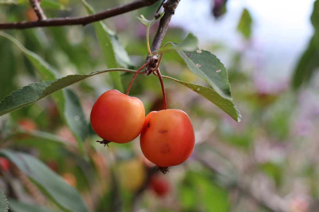 林檎までカボチャに見えてしまう