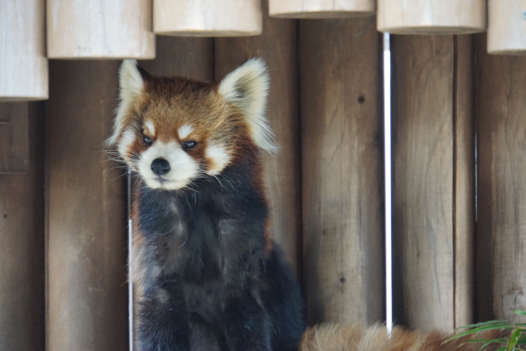 又会えたねレッサー君