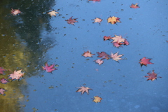 池の中紅葉