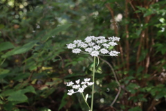 奥大井の道ばたの花