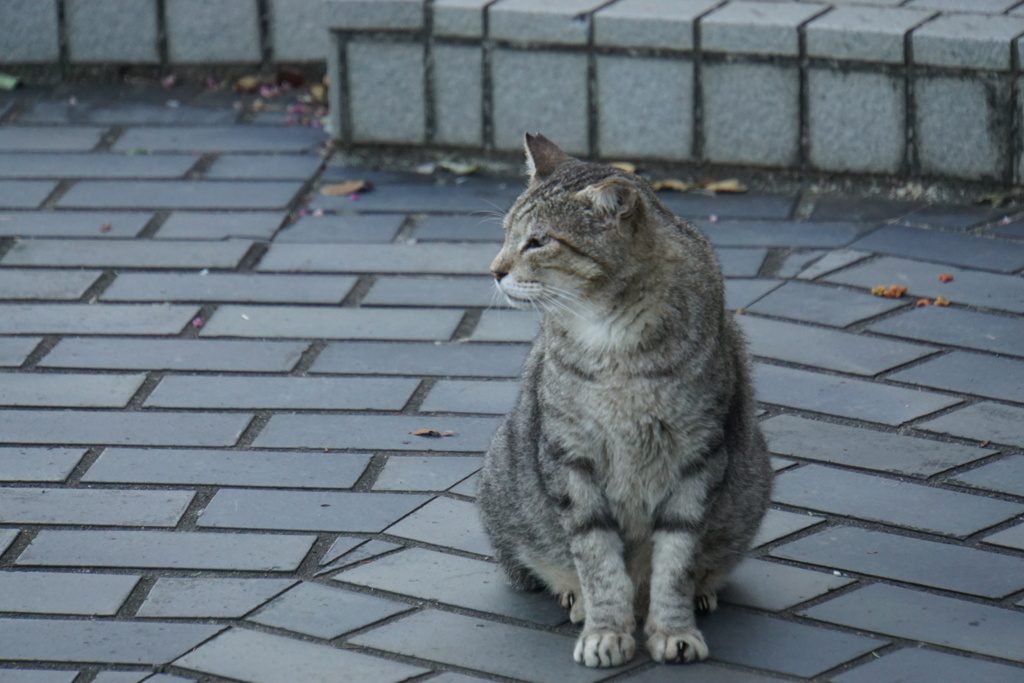 おーい餌足らねーよ