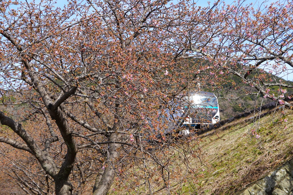 踊り子と河津桜