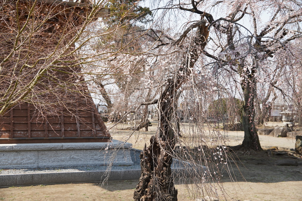 滝の慈眼寺枝垂れ桜やっと咲きました、