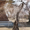 滝の慈眼寺枝垂れ桜やっと咲きました、