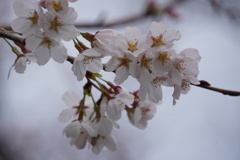 小幡の桜