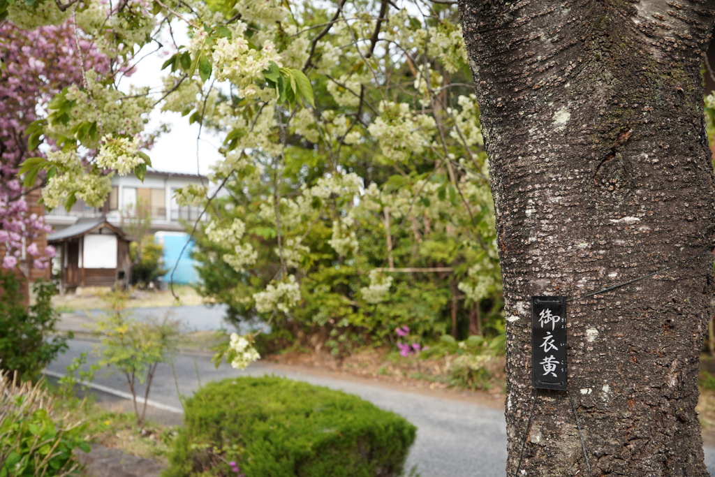 上州白井宿八重桜並木