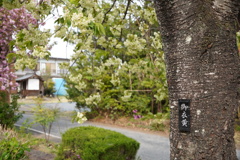上州白井宿八重桜並木