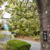 上州白井宿八重桜並木