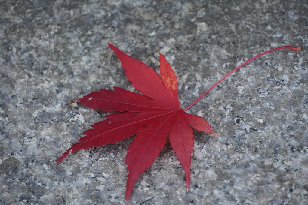 紅葉