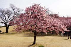 伊勢崎の河津桜