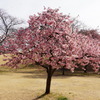 伊勢崎の河津桜