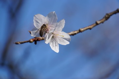 冬桜の蜜の味はどうですか？