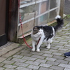 何か手土産はあるのかい