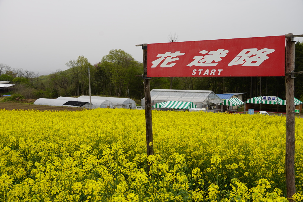 菜の花迷路