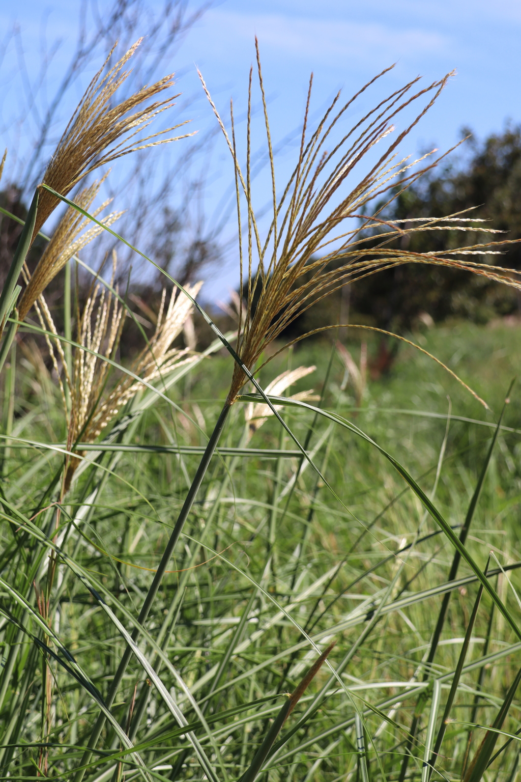 一五夜は過ぎたよ