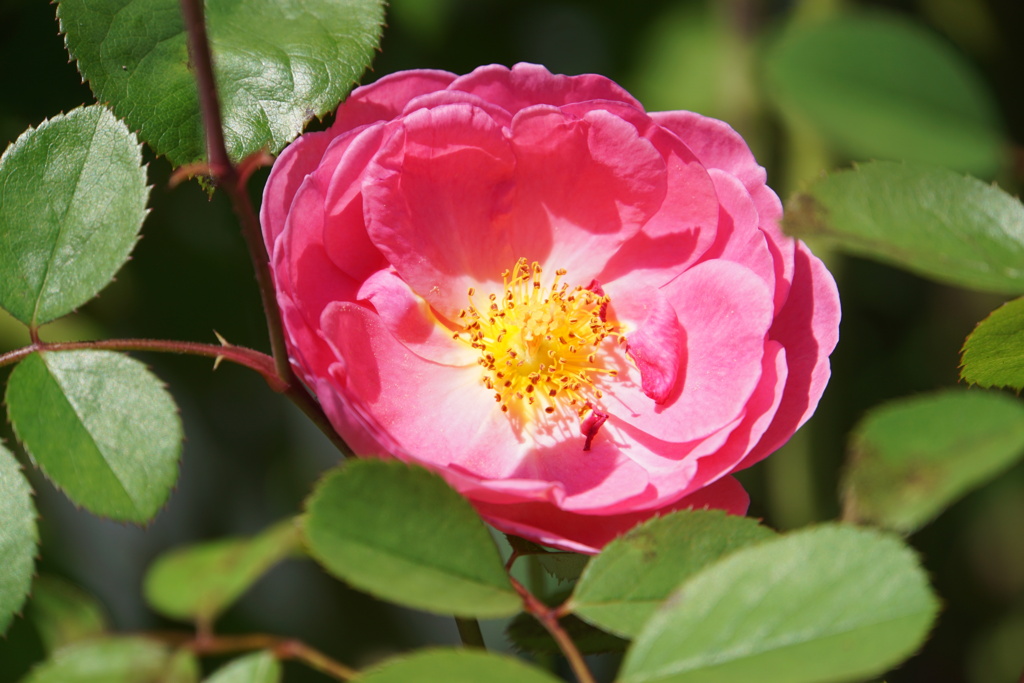 一輪だけ残った