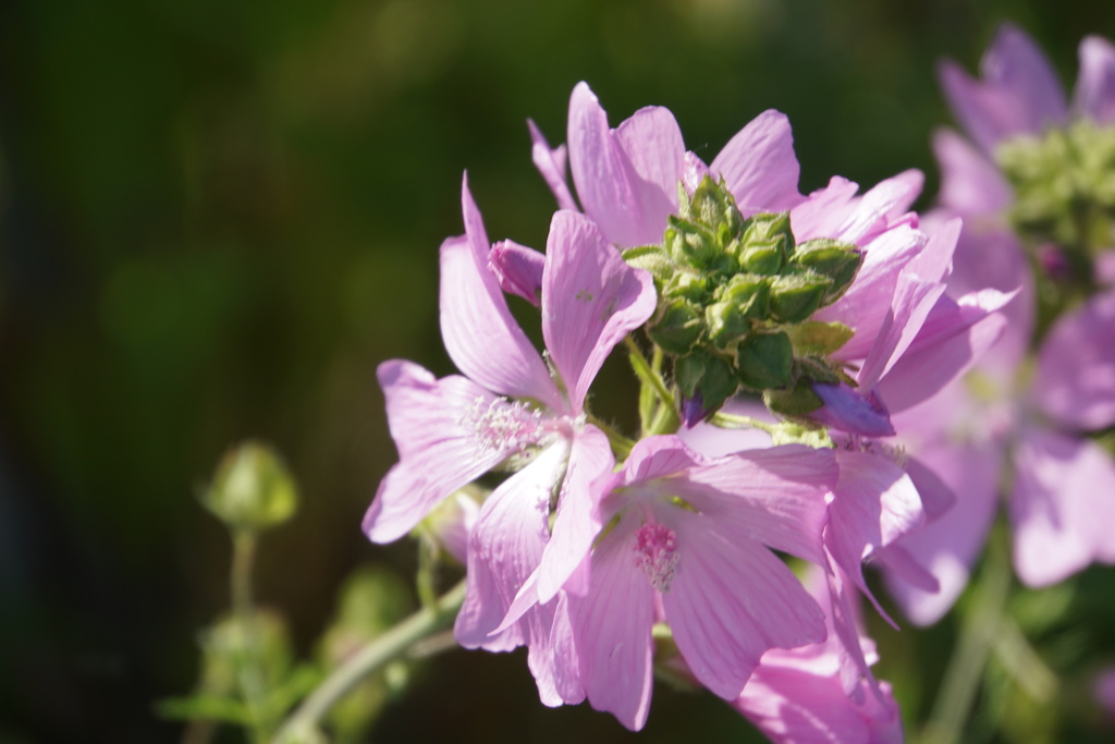 きれいに咲きました