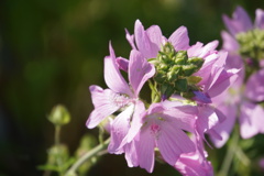 きれいに咲きました