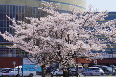 琵琶湖大津港の桜