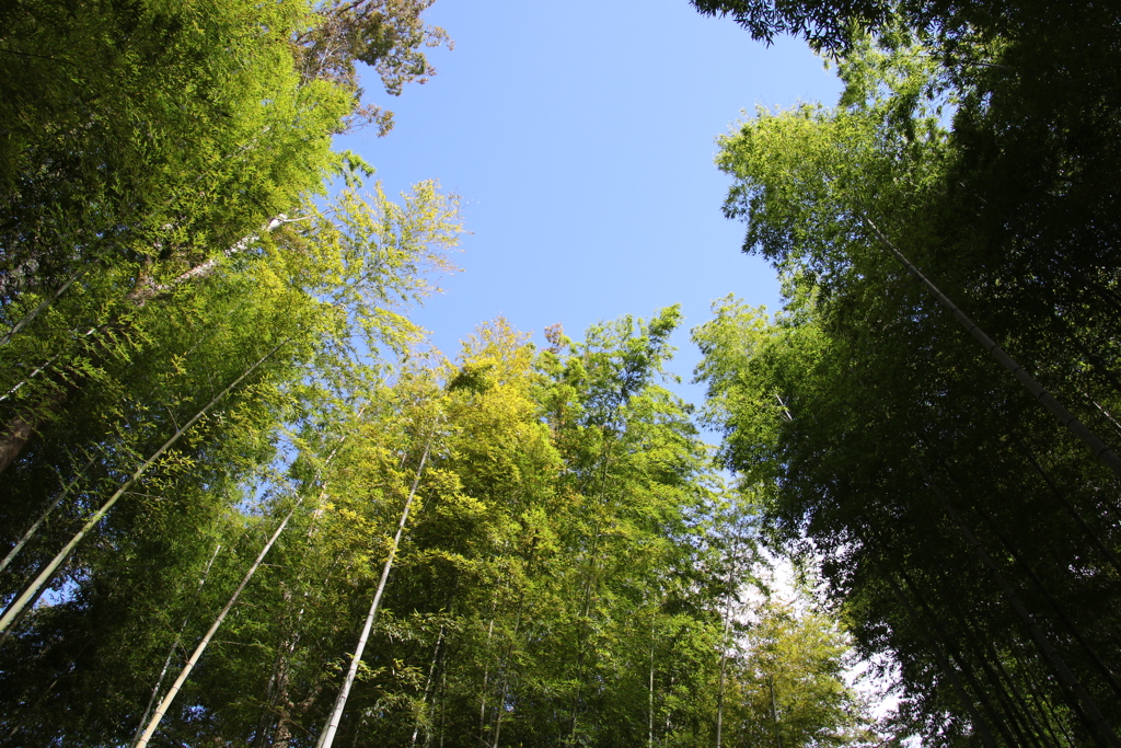 竹林から見た秋の青空
